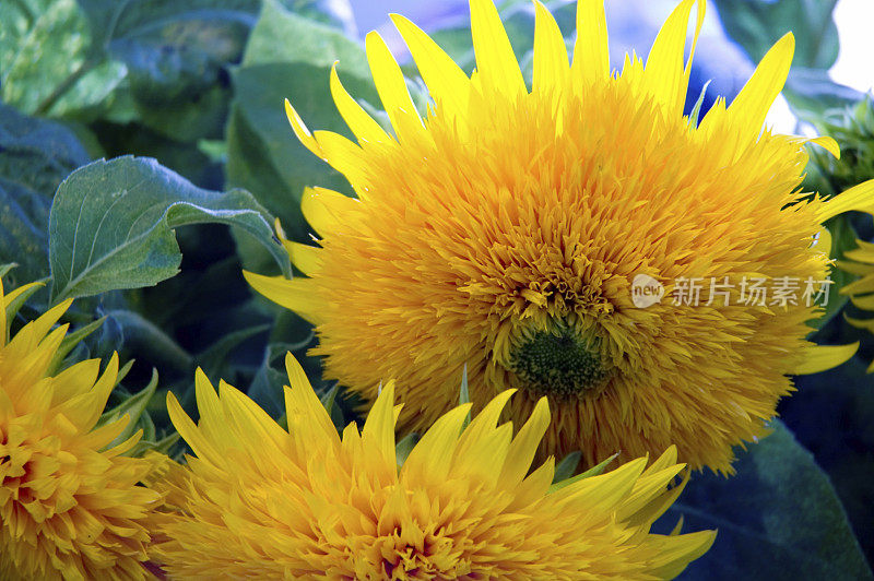 花-向日葵(Helianthus annuus)‘泰迪熊’